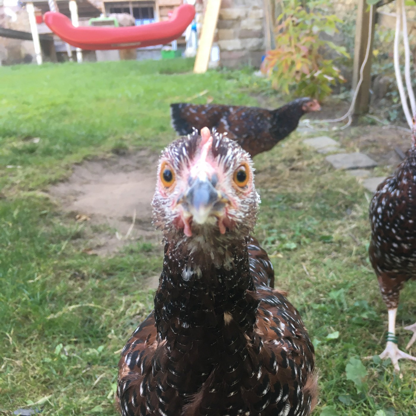 Hühner voll im Trend