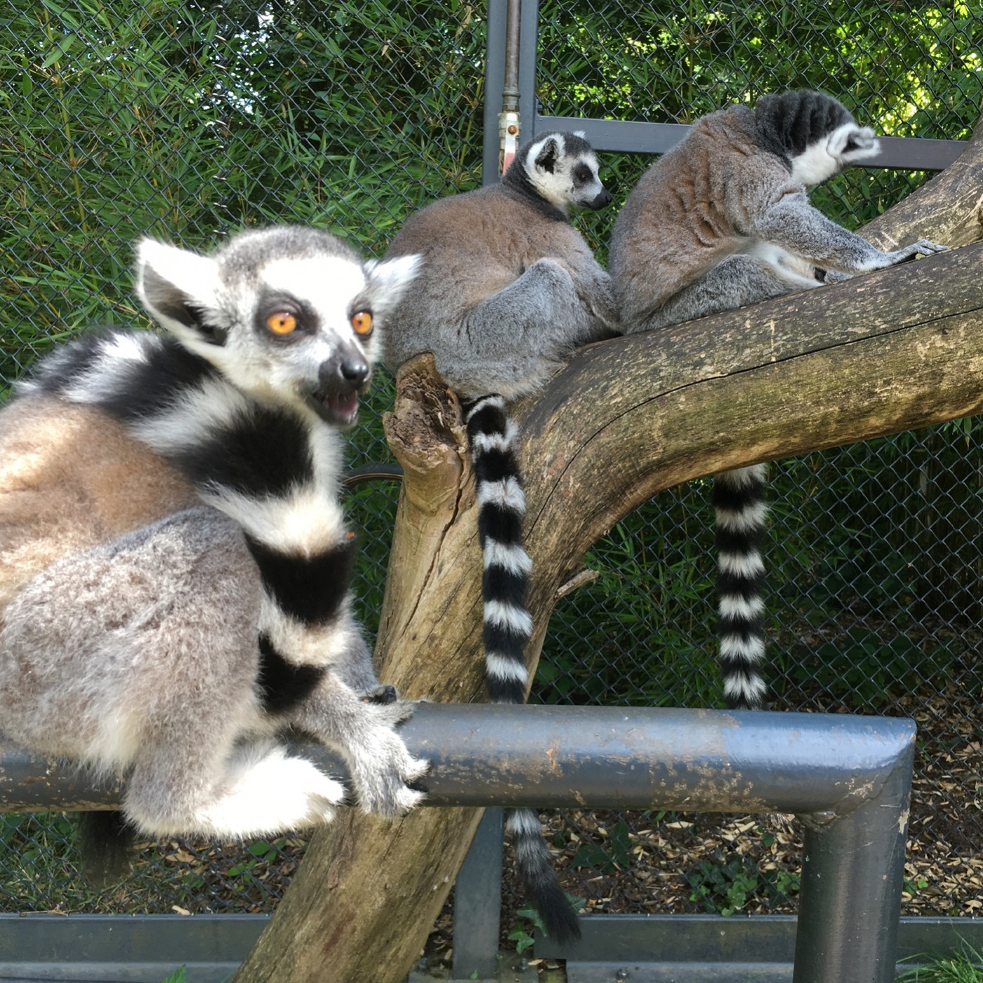 90 Jahre Saarbrücker Zoo