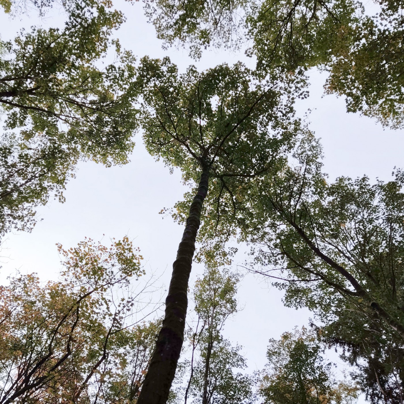 Ein Jahr Wald - Erster Teil: Vom Winter zum Frühling