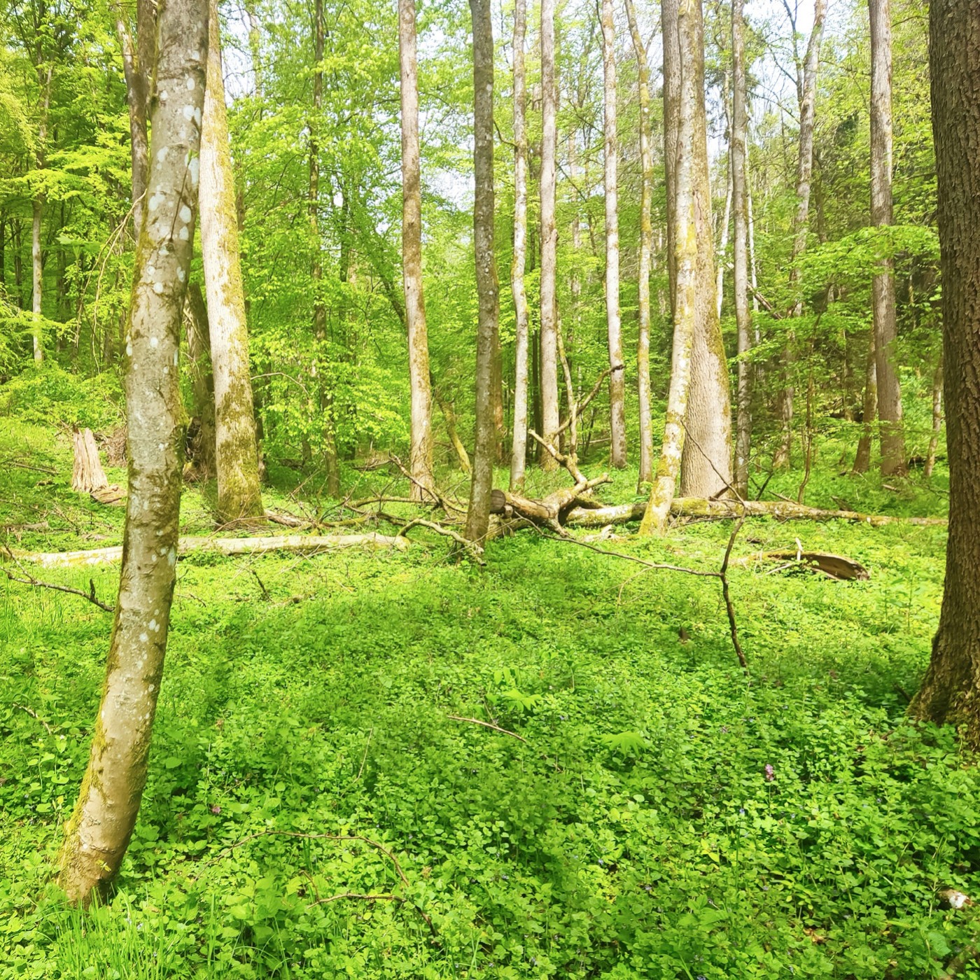Ein Jahr Wald: Vom Frühling zum Sommer