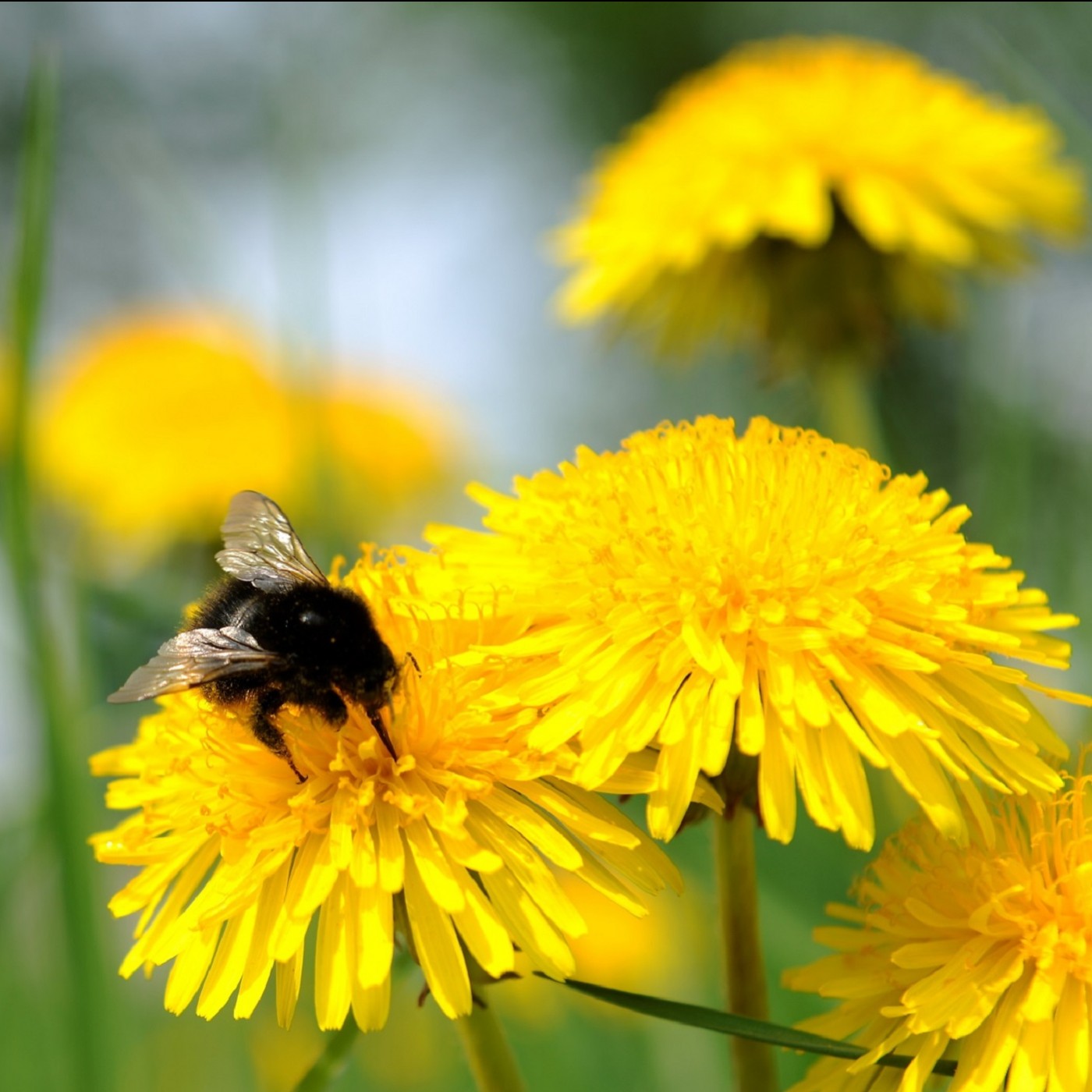 Amsel, Efeu, Löwenzahn - wie im Saarland die Artenkenntnis gefördert wird