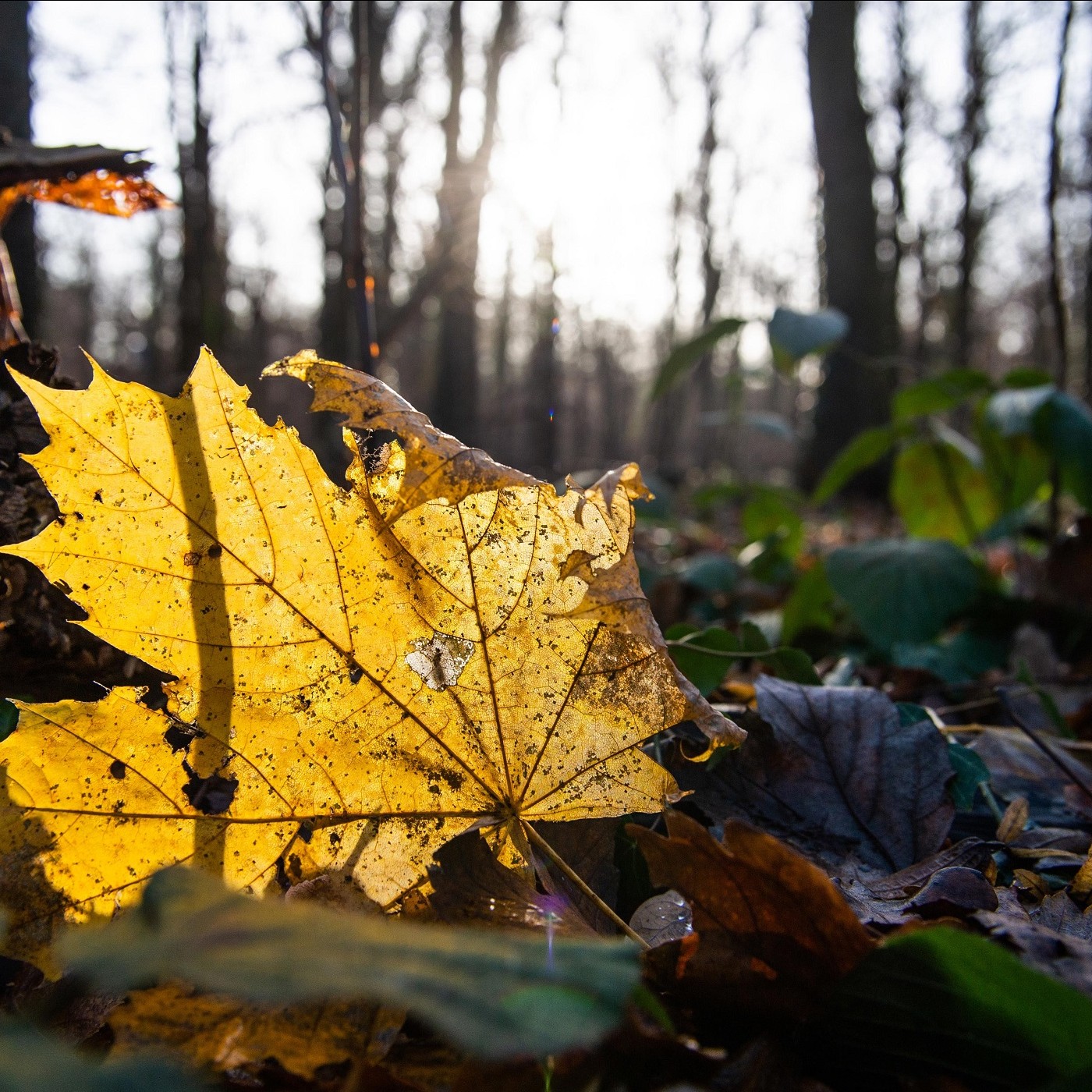 Ein Jahr Wald - Vom Herbst zum Winter