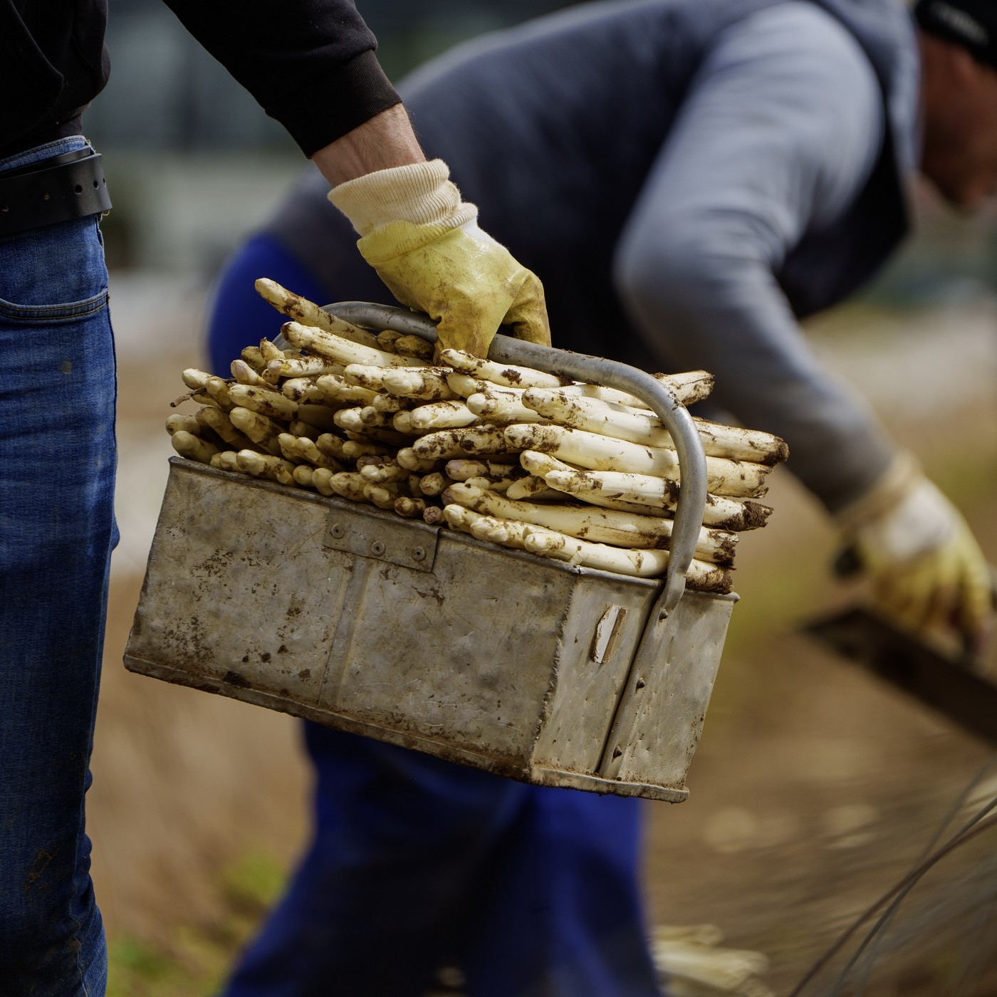 Weit entfernt von der Heimat - Erntehelfer im Saarland