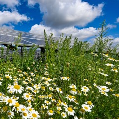 Solarpark - Natur