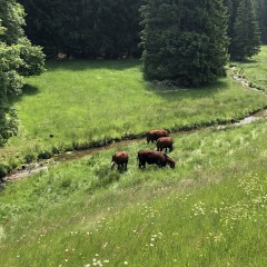 Vogesental