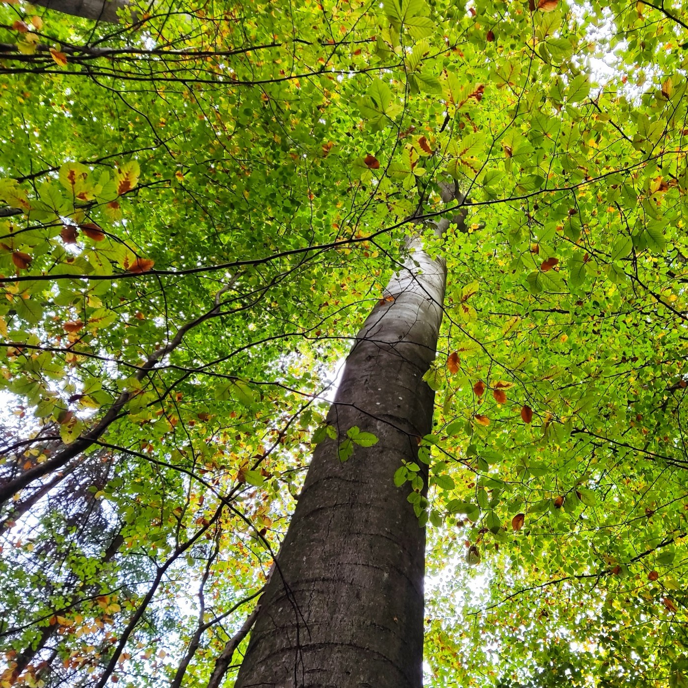 Wald des Jahres – Wald der Zukunft? Perspektiven für den saarländischen Wald